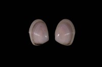 藏品(櫻蛤)的圖片